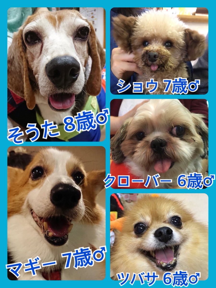 🐾今日の里親様募集中ワンコ🐶メンバーです🐾2018,10,19